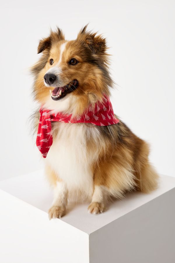 Astratex Шалче за кучета Christmas Trees