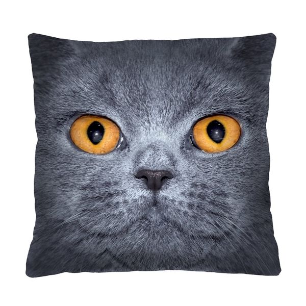 Bertoni Home Bertoni Home Unisex's Square Pillow Leon