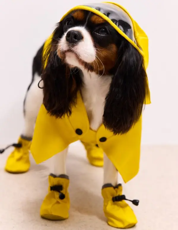 Mohito Mohito - Дъждобран за куче - жълто