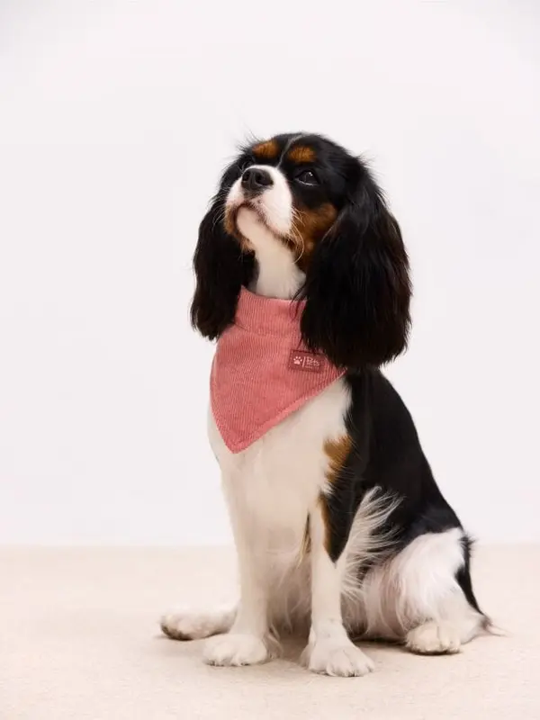 Mohito Mohito - Нашийник за куче - пастелно розово