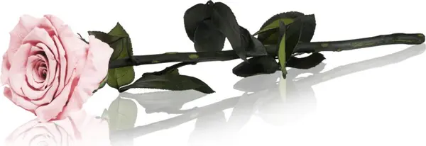 RoseAmor RoseAmor Pink стабилизирана роза стрък 30 см 1 бр.