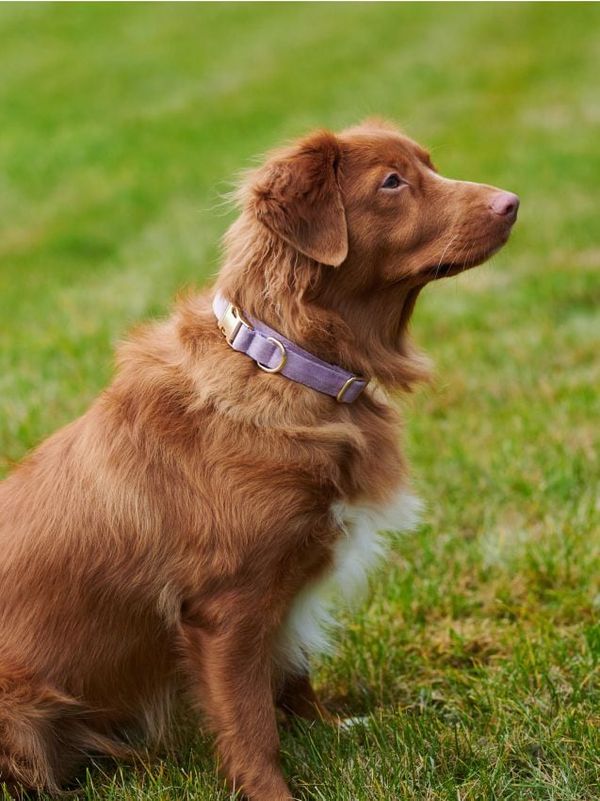 Sinsay Sinsay - Аксесоари за домашни любимци - лавандула