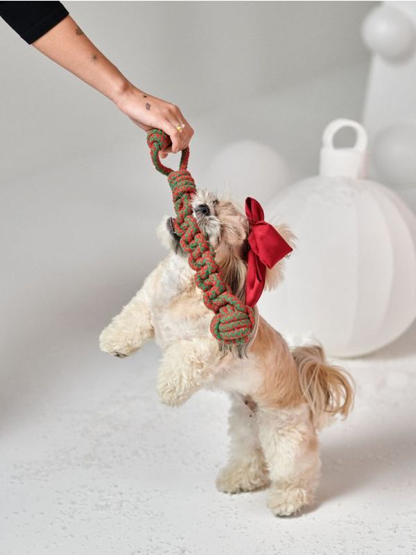 Sinsay Sinsay - Аксесоари за домашни любимци - многоцветен