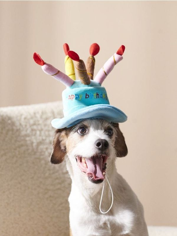 Sinsay Sinsay - Аксесоари за домашни любимци - многоцветен