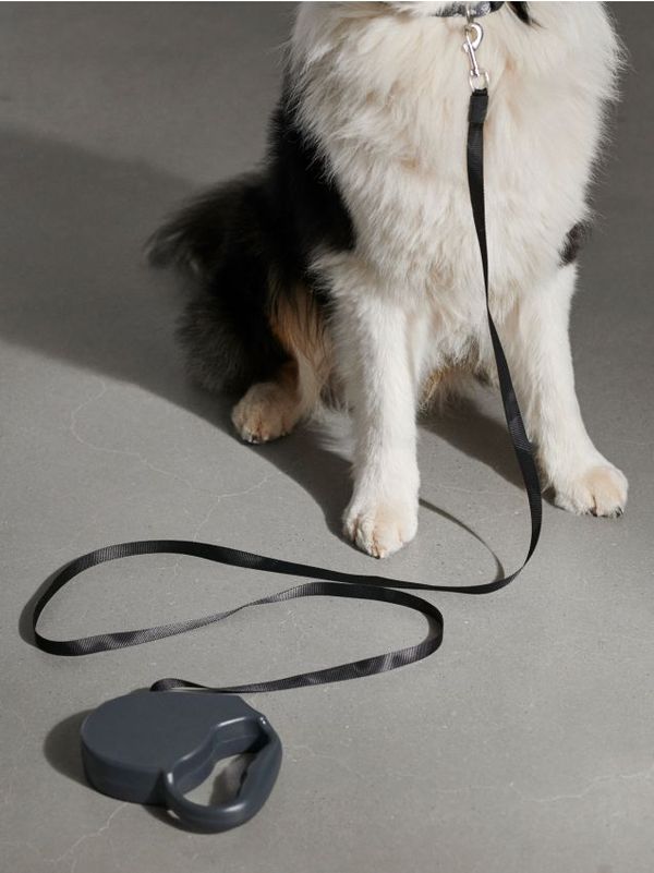 Sinsay Sinsay - Каишка за домашни любимци - тъмносиво