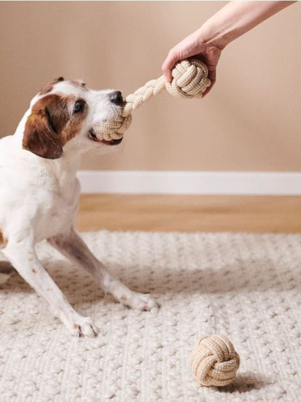 Sinsay Sinsay - Комплект играчки за домашни любимци - бежово