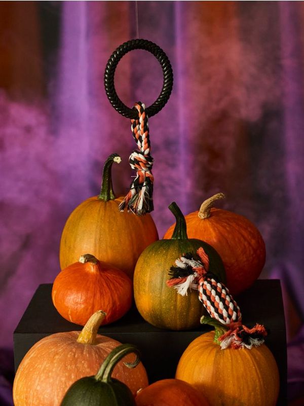 Sinsay Sinsay - Кучешка играчка 2 pack - многоцветен