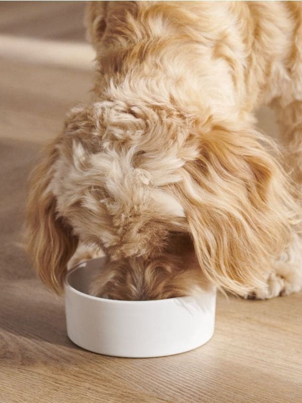 Sinsay Sinsay - Купа за домашен любимец - бял