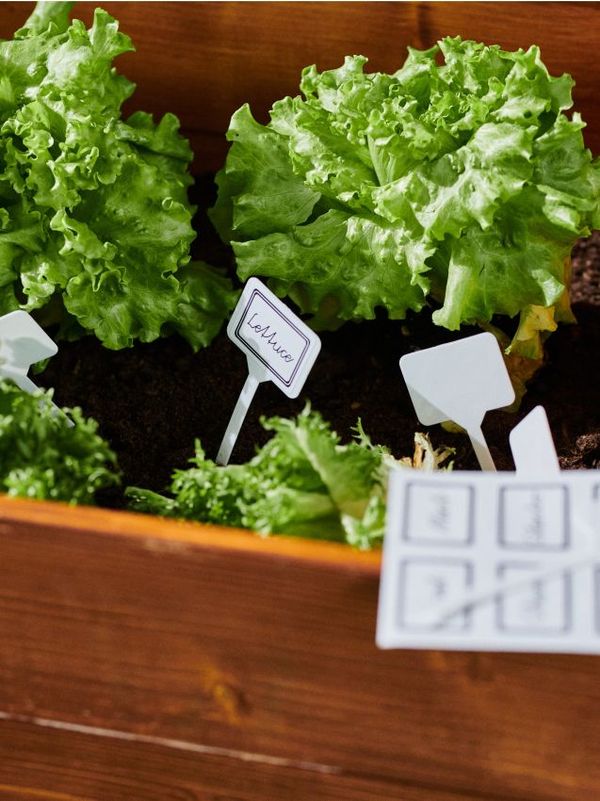 Sinsay Sinsay - Табелки за растения 20 pack - бял